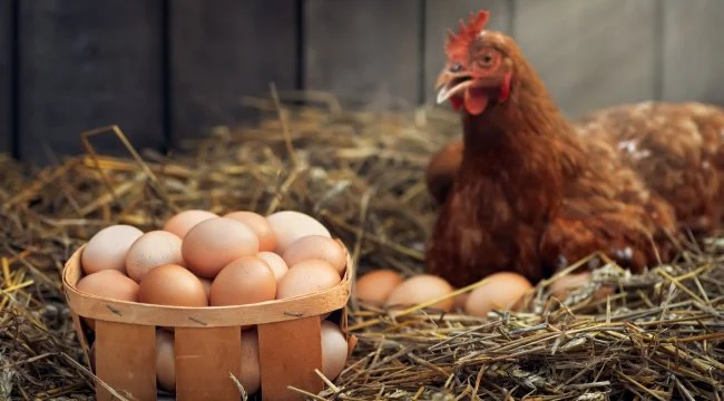 Rota Gezen Tavuk Yumurtası